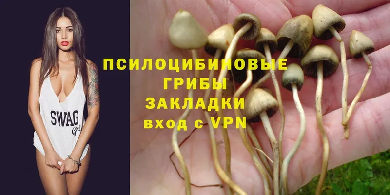 Галлюциногенные грибы Psilocybe  Руза 